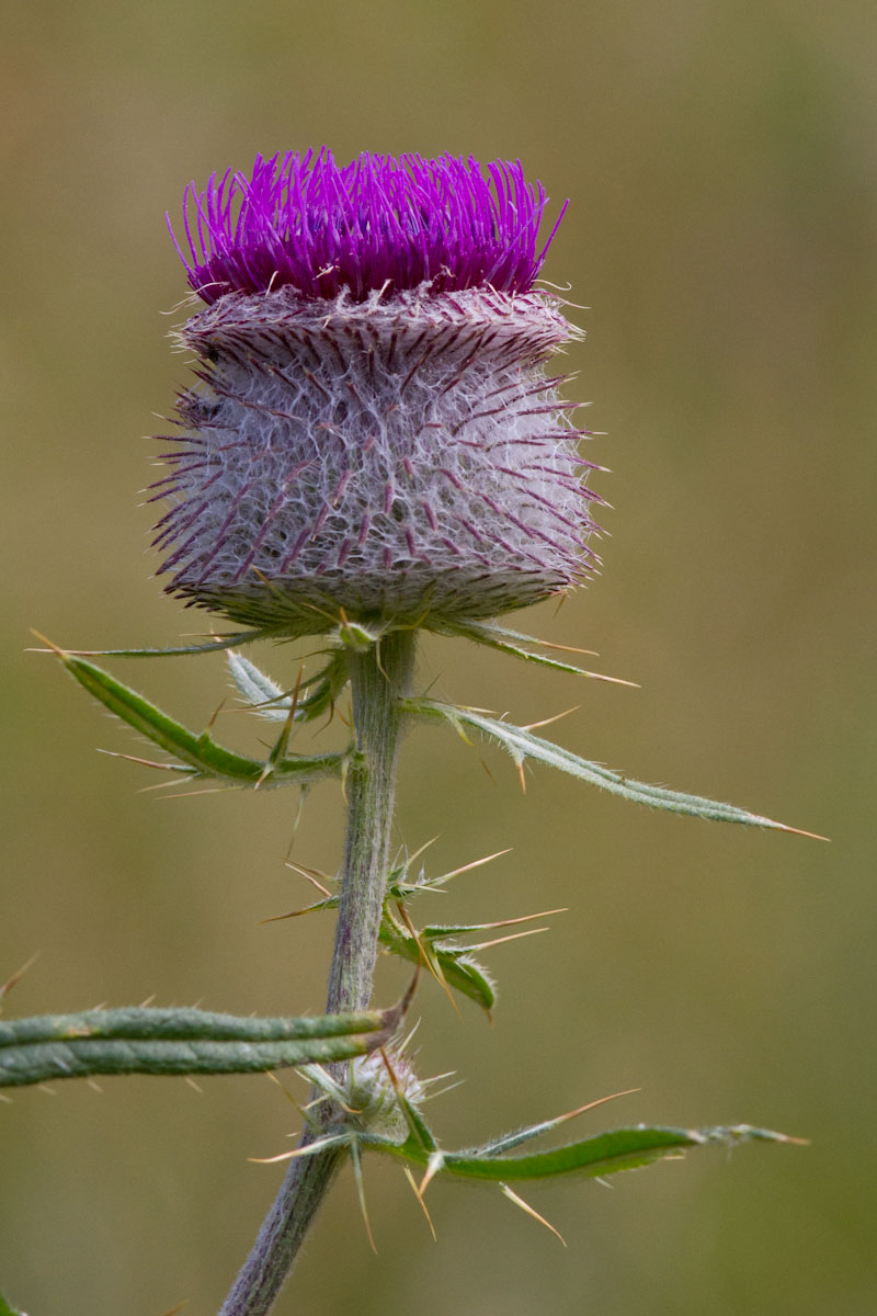 Cirsium eriophorum / Cardo scardaccio